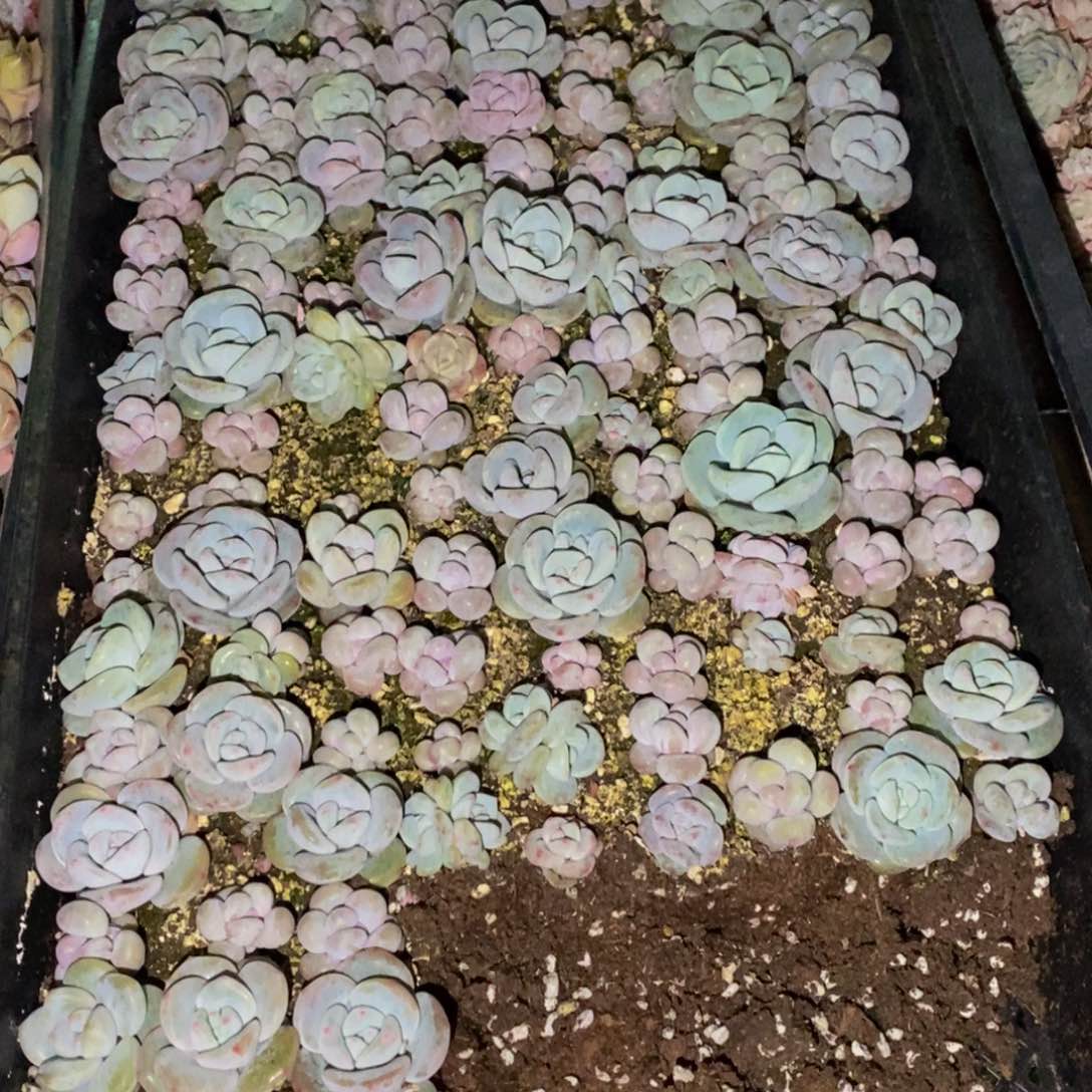 859的人生态度是一