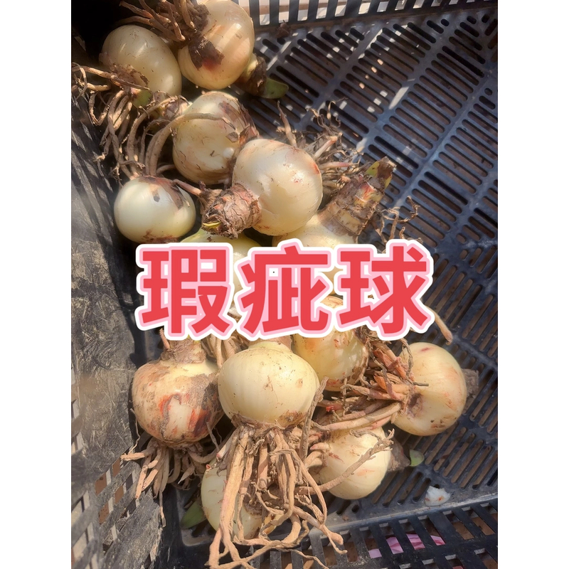 福利球  微瑕疵 朱顶红种球 多年生植物