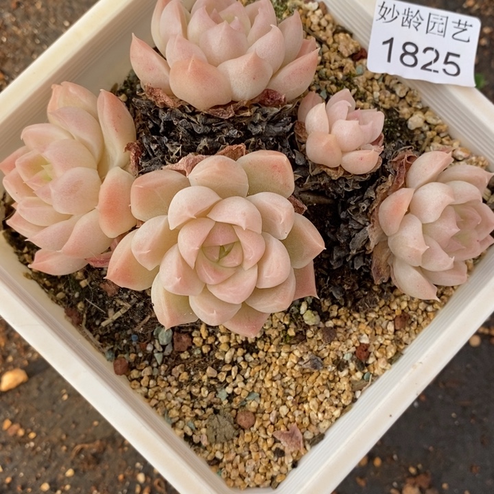 莲***儿1825散群掉头不售后～12厘米