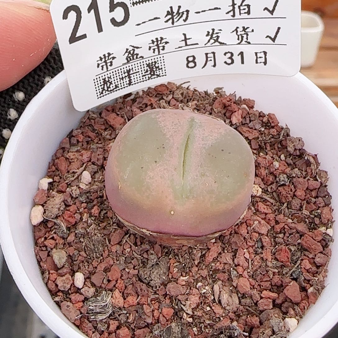 多肉0831-215毛汗尼