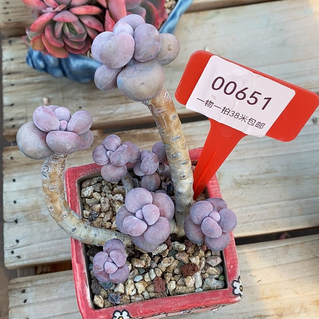 651咯进去奇遇图咯哦