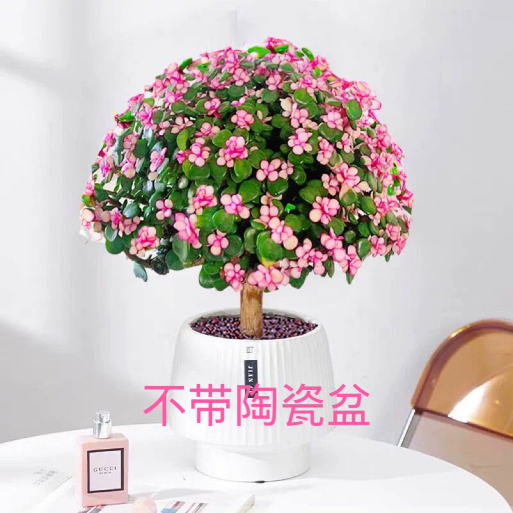 【金枝玉叶 】带盆带土可以水培老桩棒棒糖新手好养净化空气