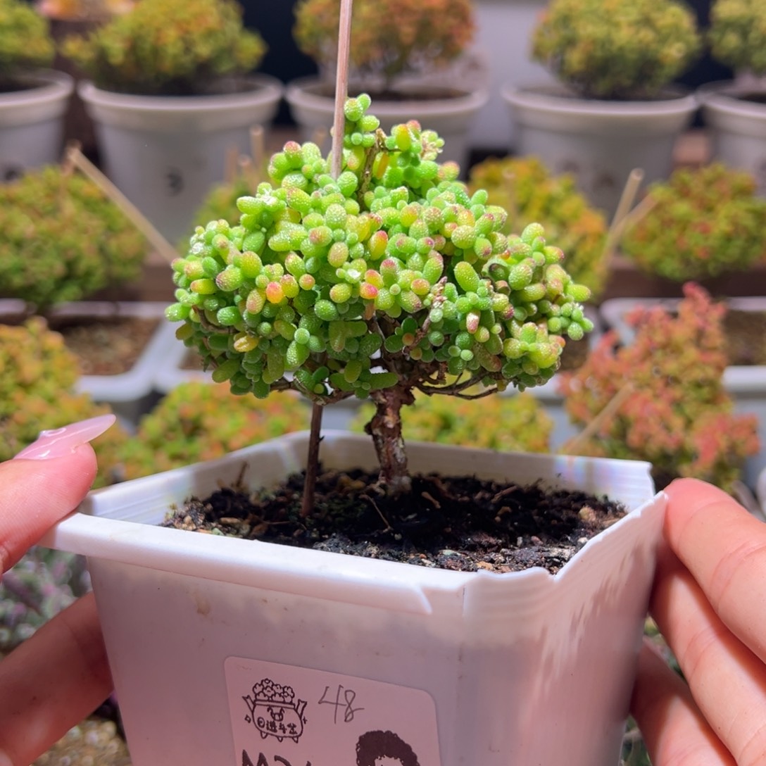 241金桔一物一拍带盆土发货