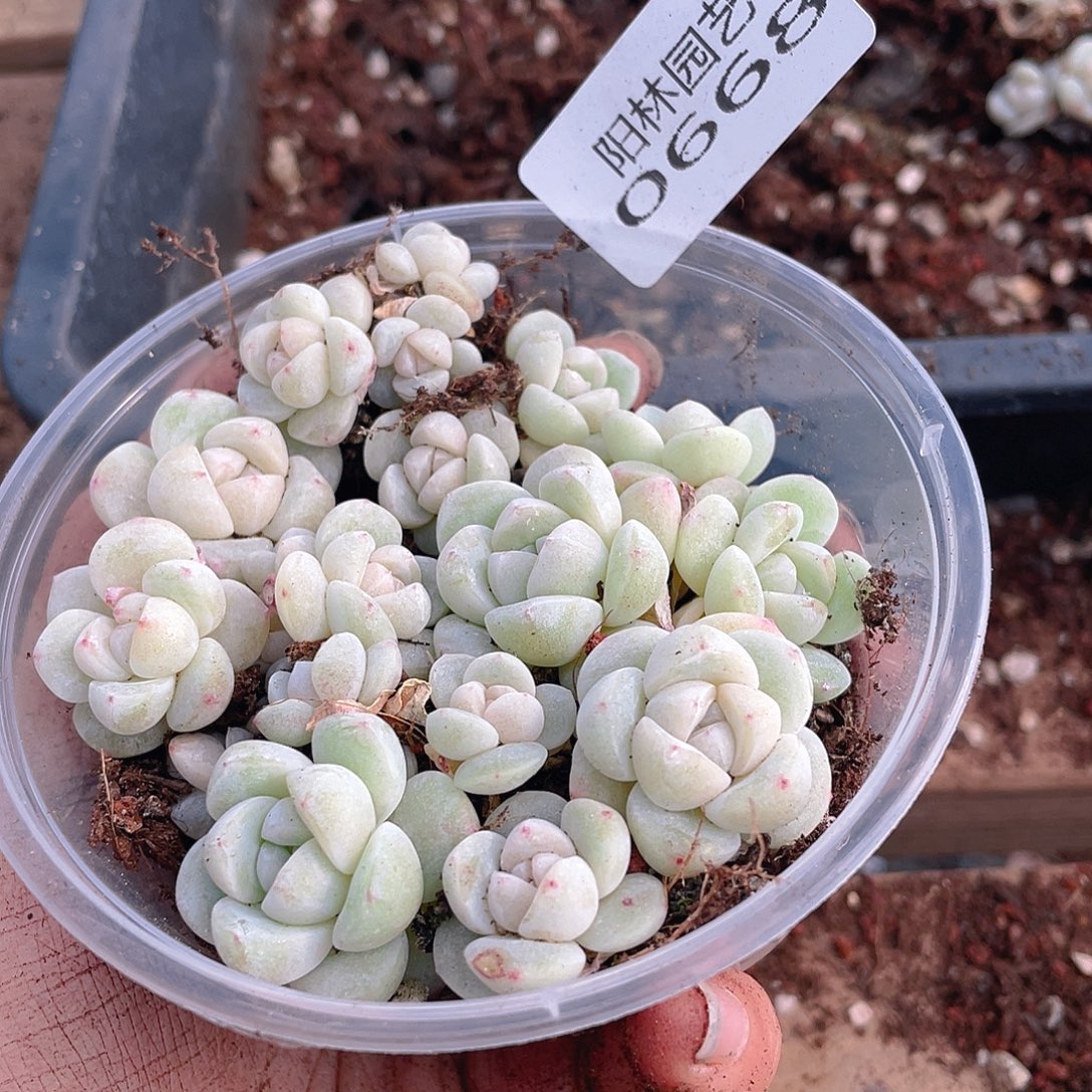 多肉植物多肉植物668