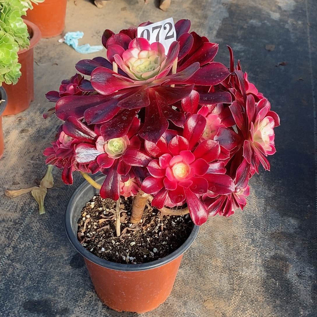 美杜莎有伤072多肉法师