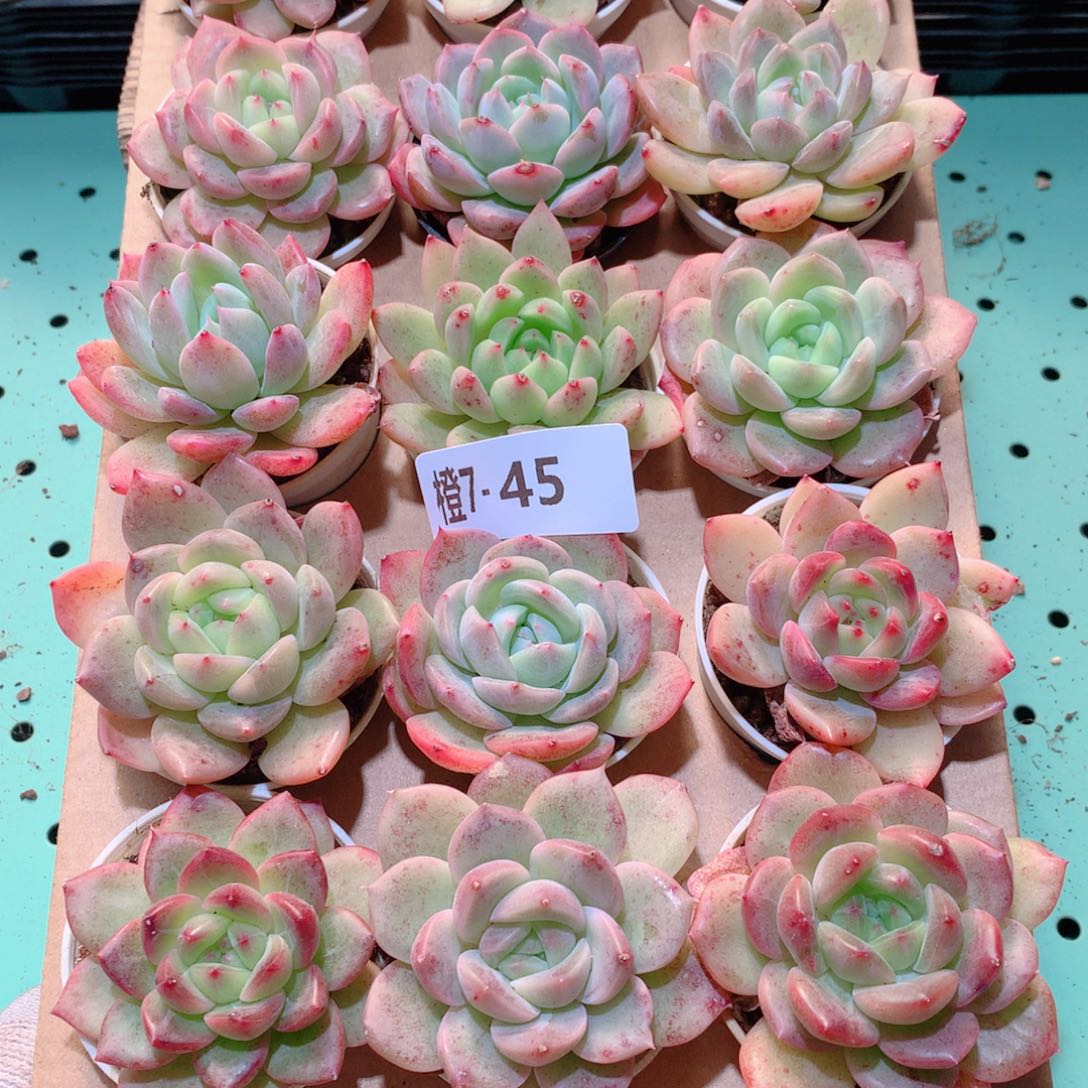 7-45一物一拍多肉带盆18颗