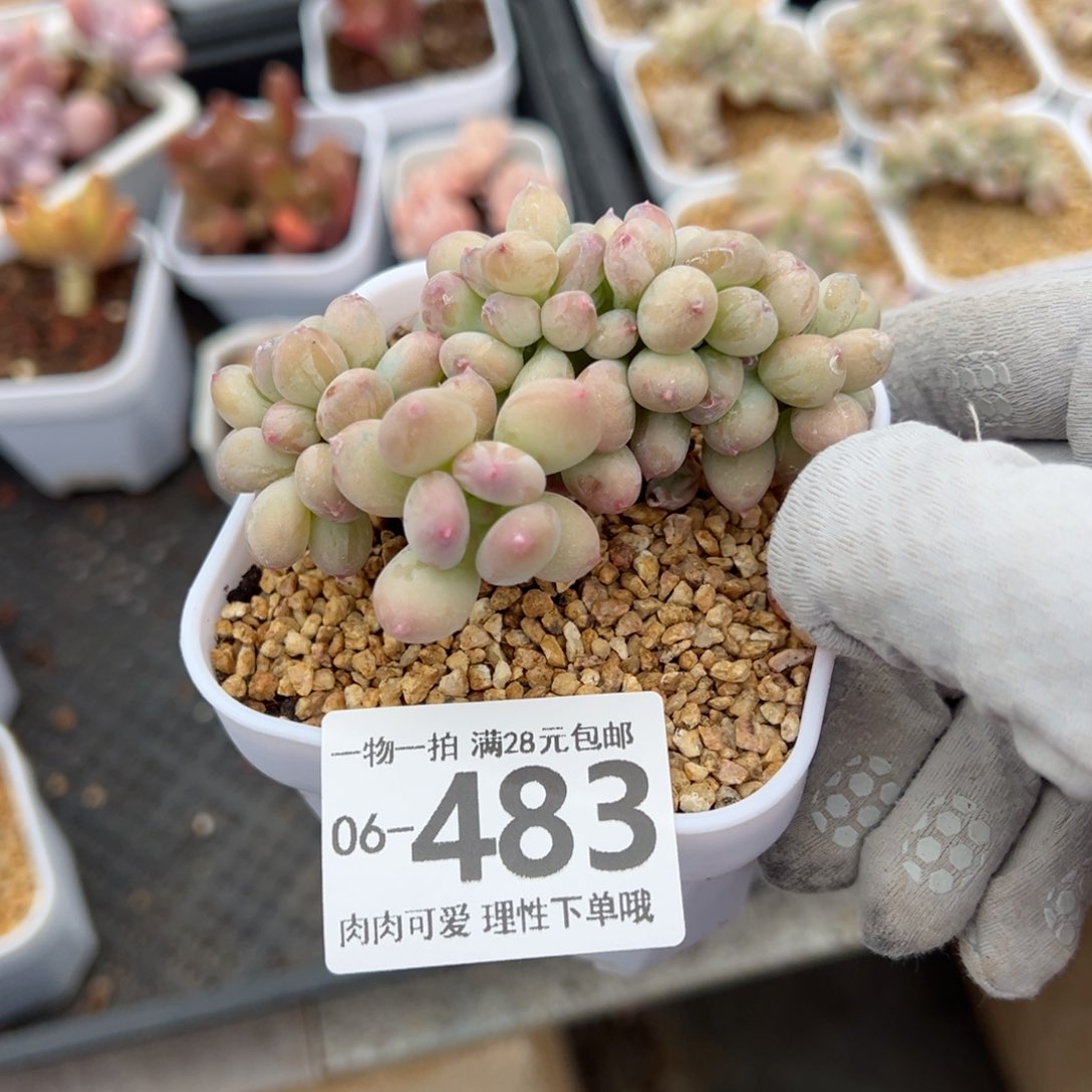 祝**布三日月美人缀化多肉多肉多肉多肉