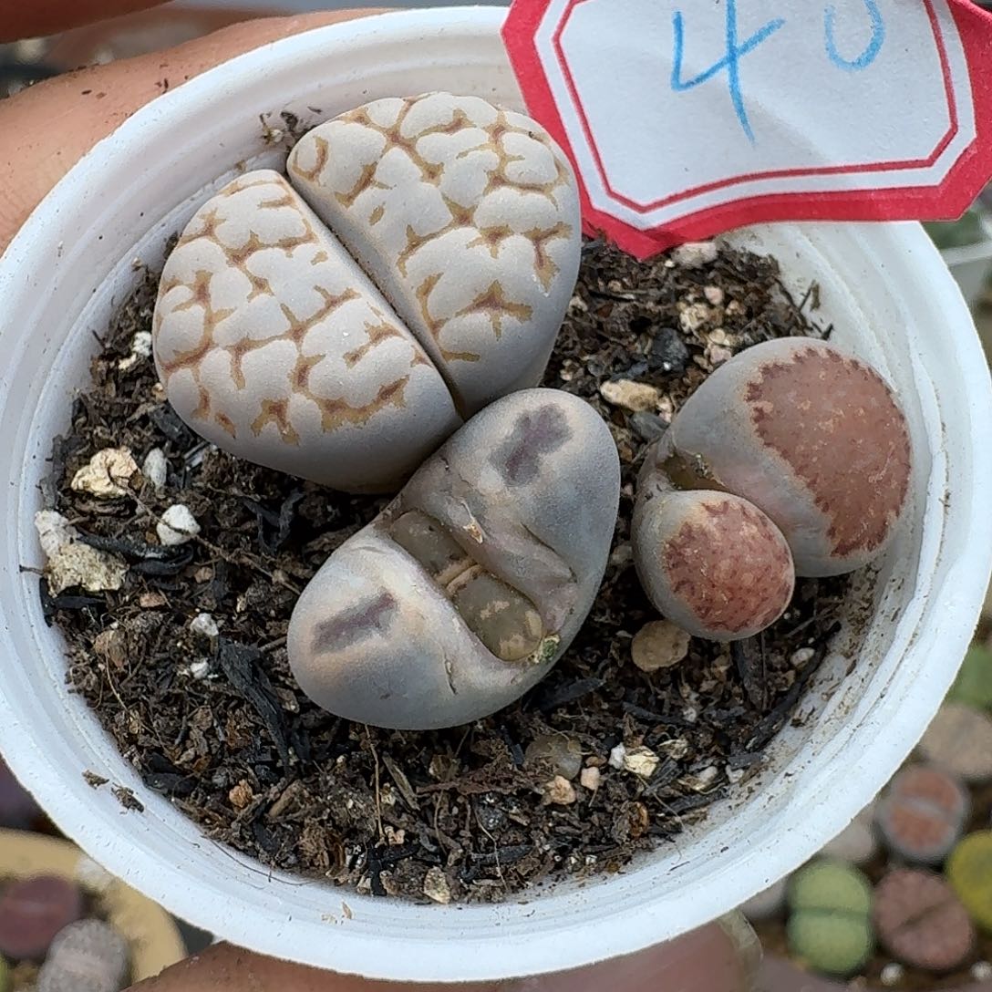 40多肉帅帅帅帅帅帅帅帅帅