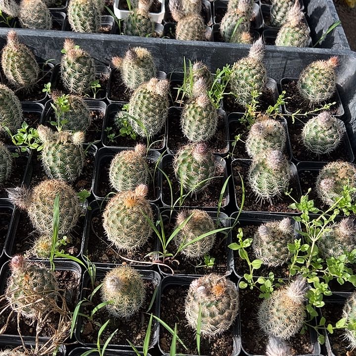 仙人球折墨虾实生球带花苞6颗