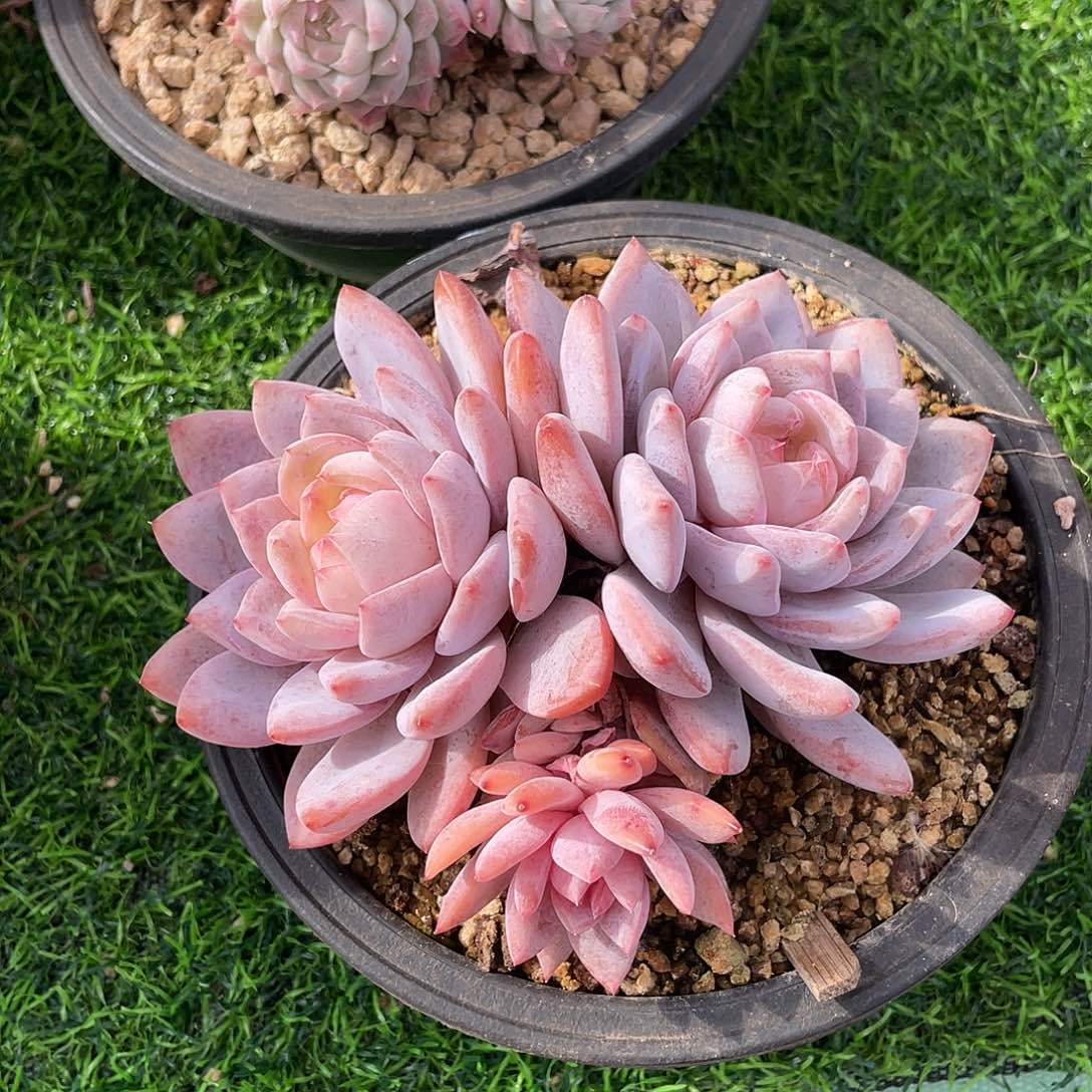 橙梦露群生多肉植物一物一拍