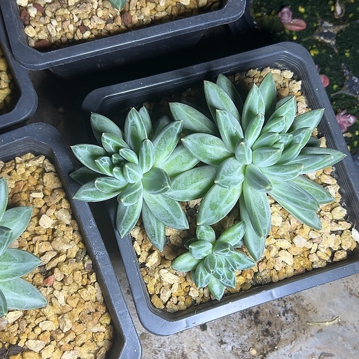 青花瓷群生多头多肉