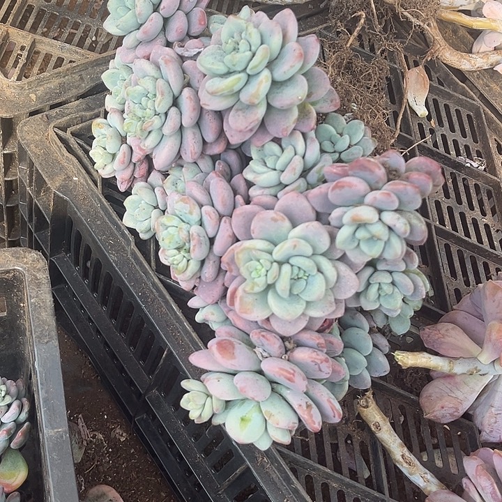 洛神9.99多肉植物有虫