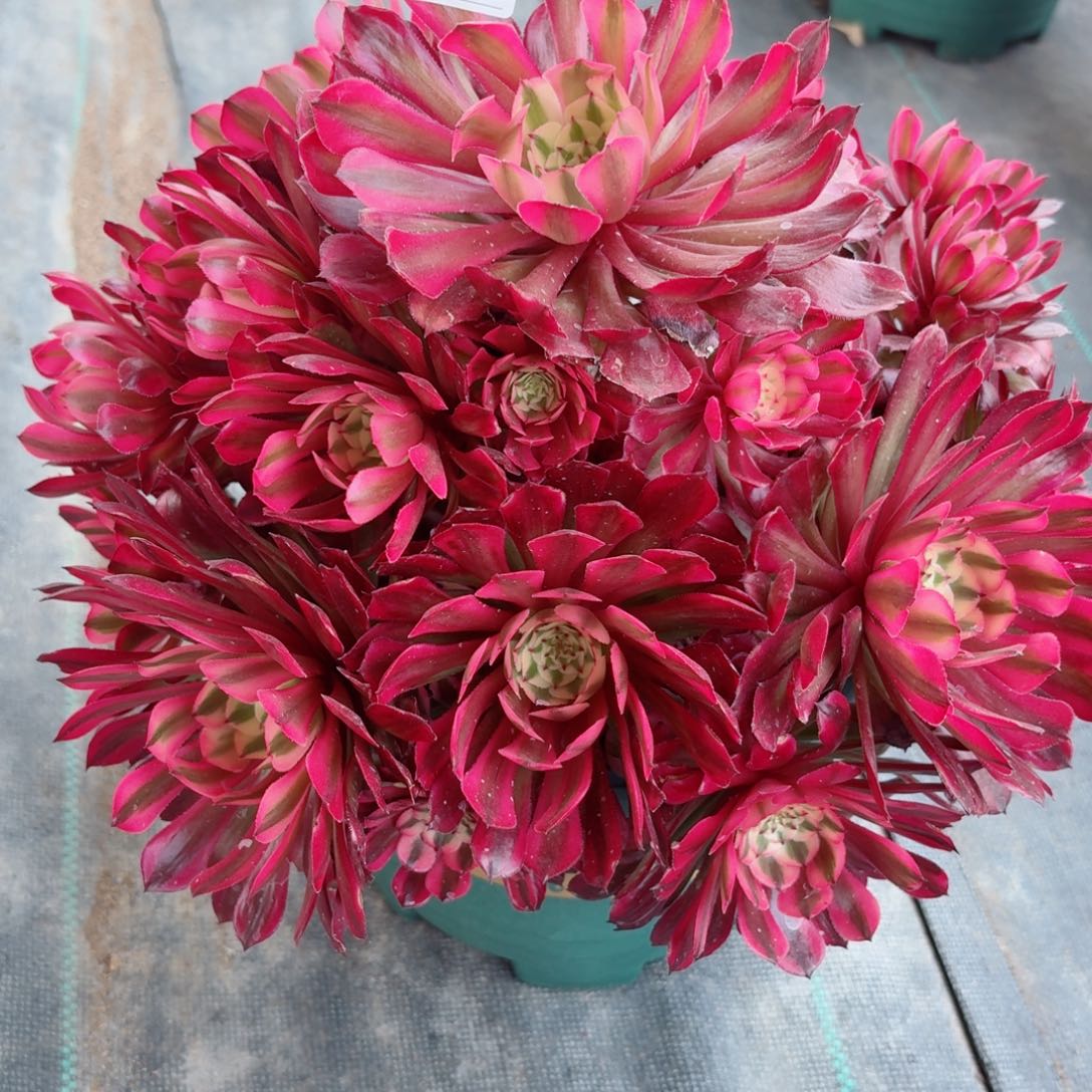 135大红白多肉植物