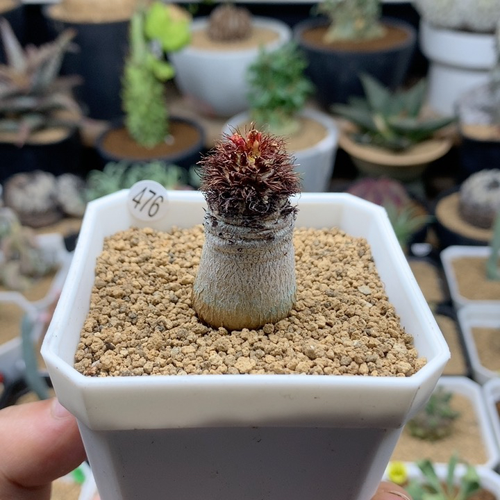 象鼻大戟母本带盆