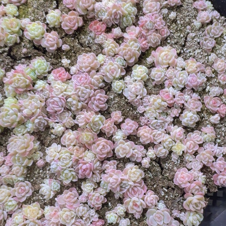 播种珍妮一组20颗左右