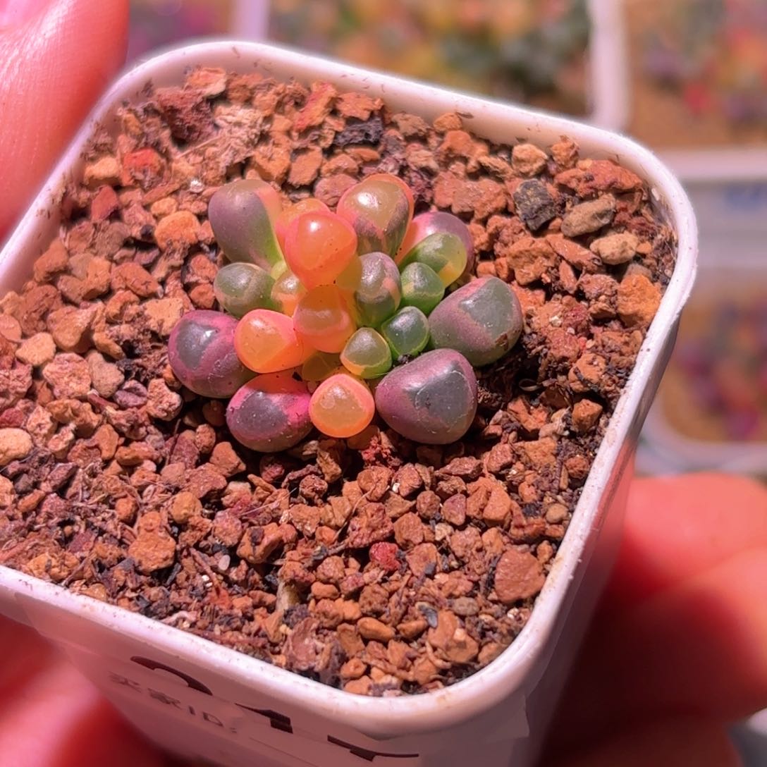 217号五十铃玉锦多肉植物锦一物一拍带盆土