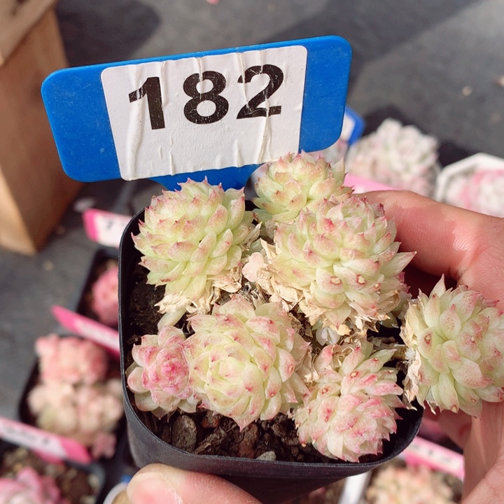 麦秆6cm不包整群