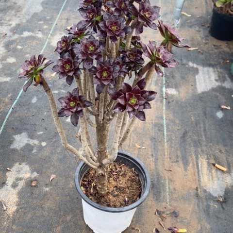 黑豆断枝16多肉植物法师