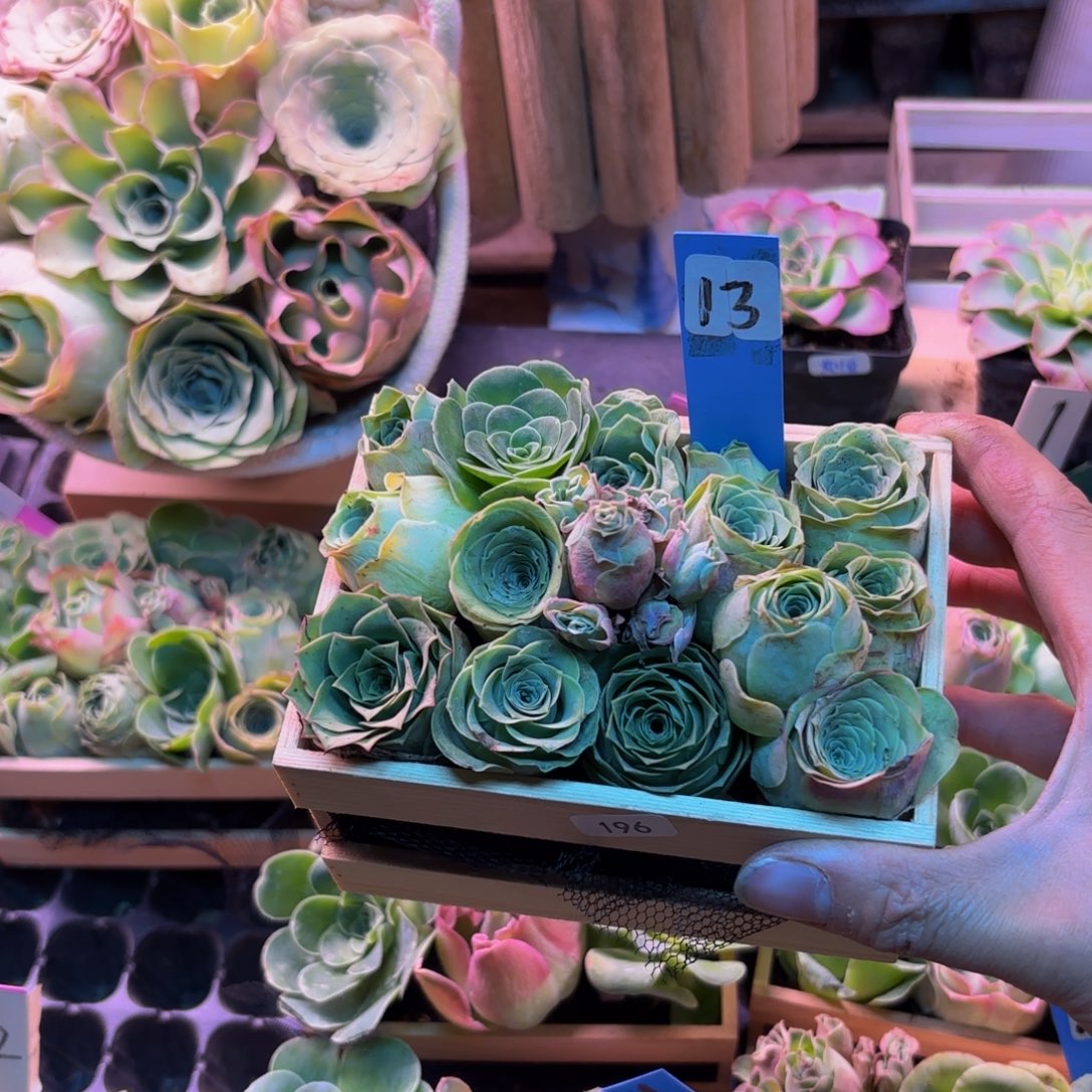 小***花山地玫瑰多肉植物花卉196木盒