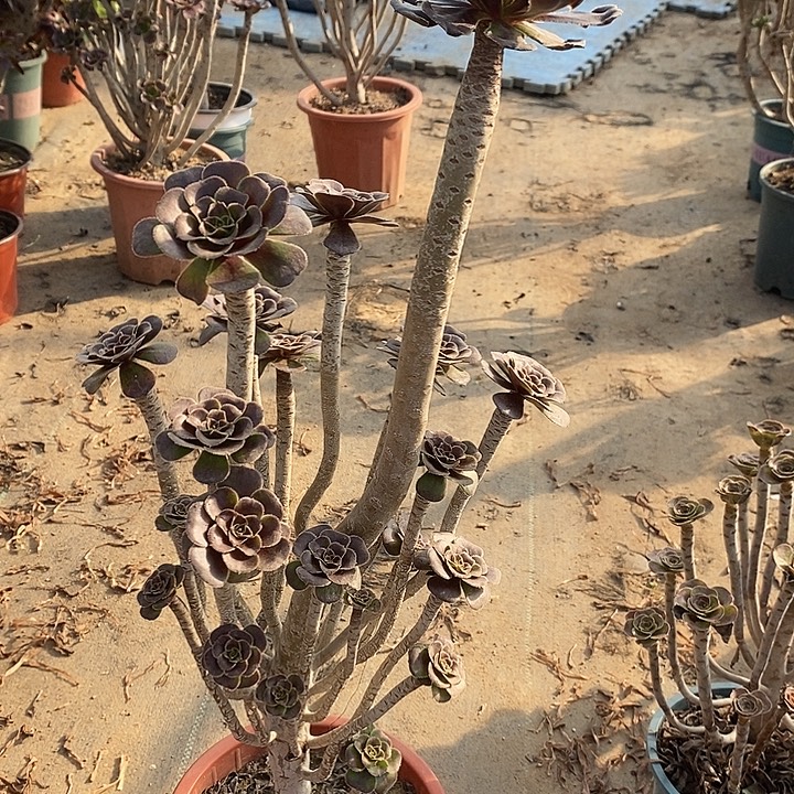 巧克力树100多肉植物法师法师法师法师