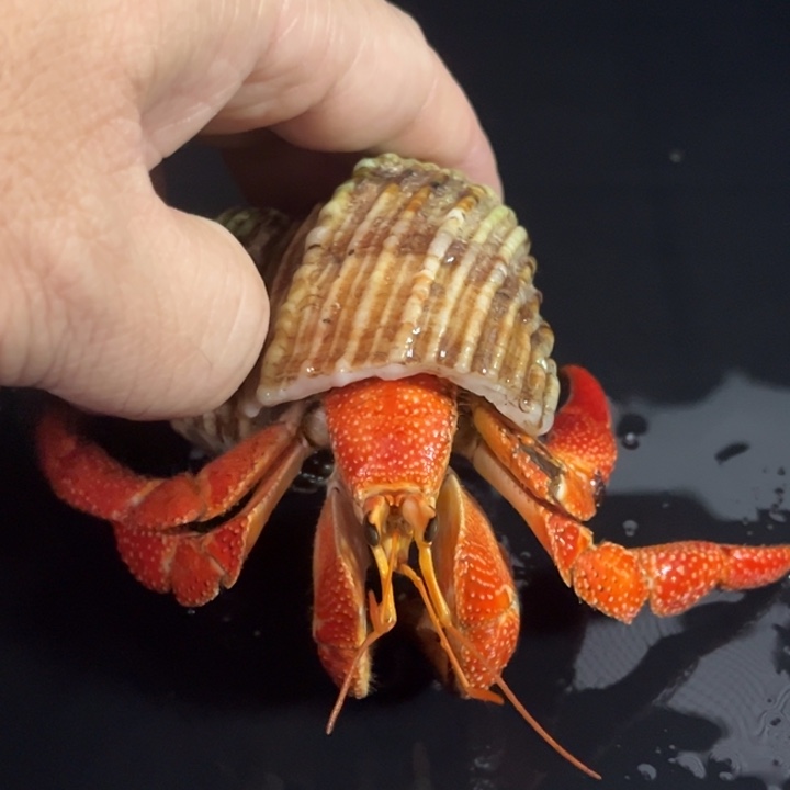 毛球3.0口径腿有伤特价