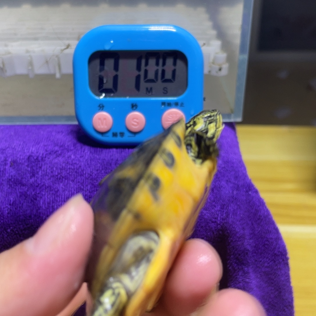 不分公母宠物龟火焰