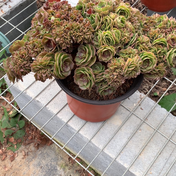 017万缀多肉植物特价