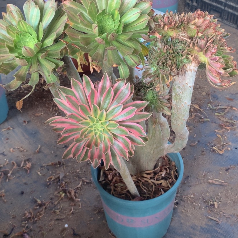 【闪购商品】刘****5特特特也5886