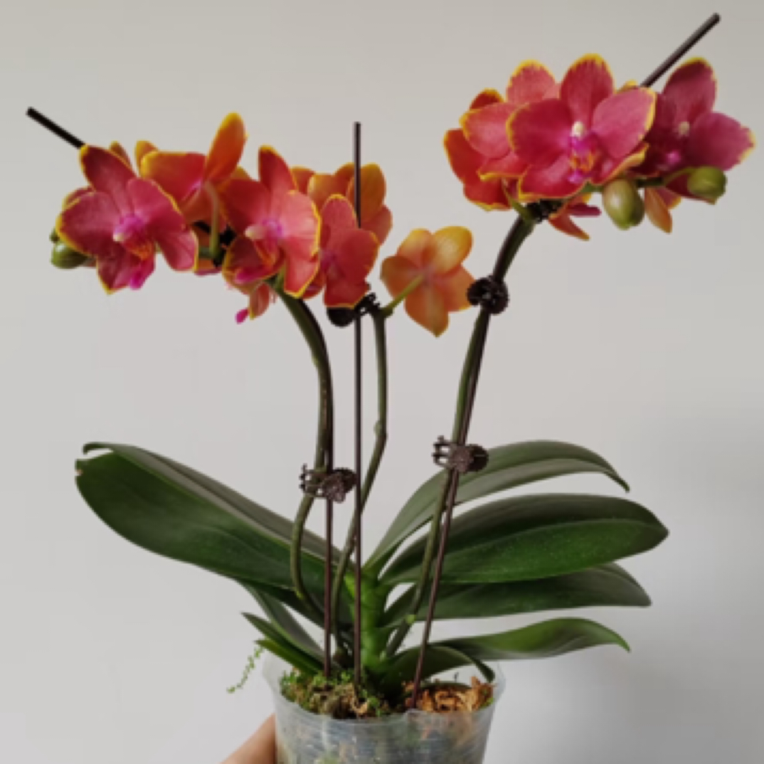 《林语》蝴蝶兰蜡质花花期久基地直发