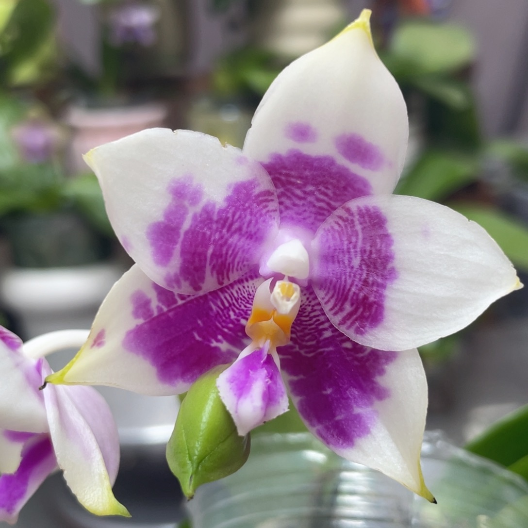 完全开放白虎交蓝豹，2.5杯开花株