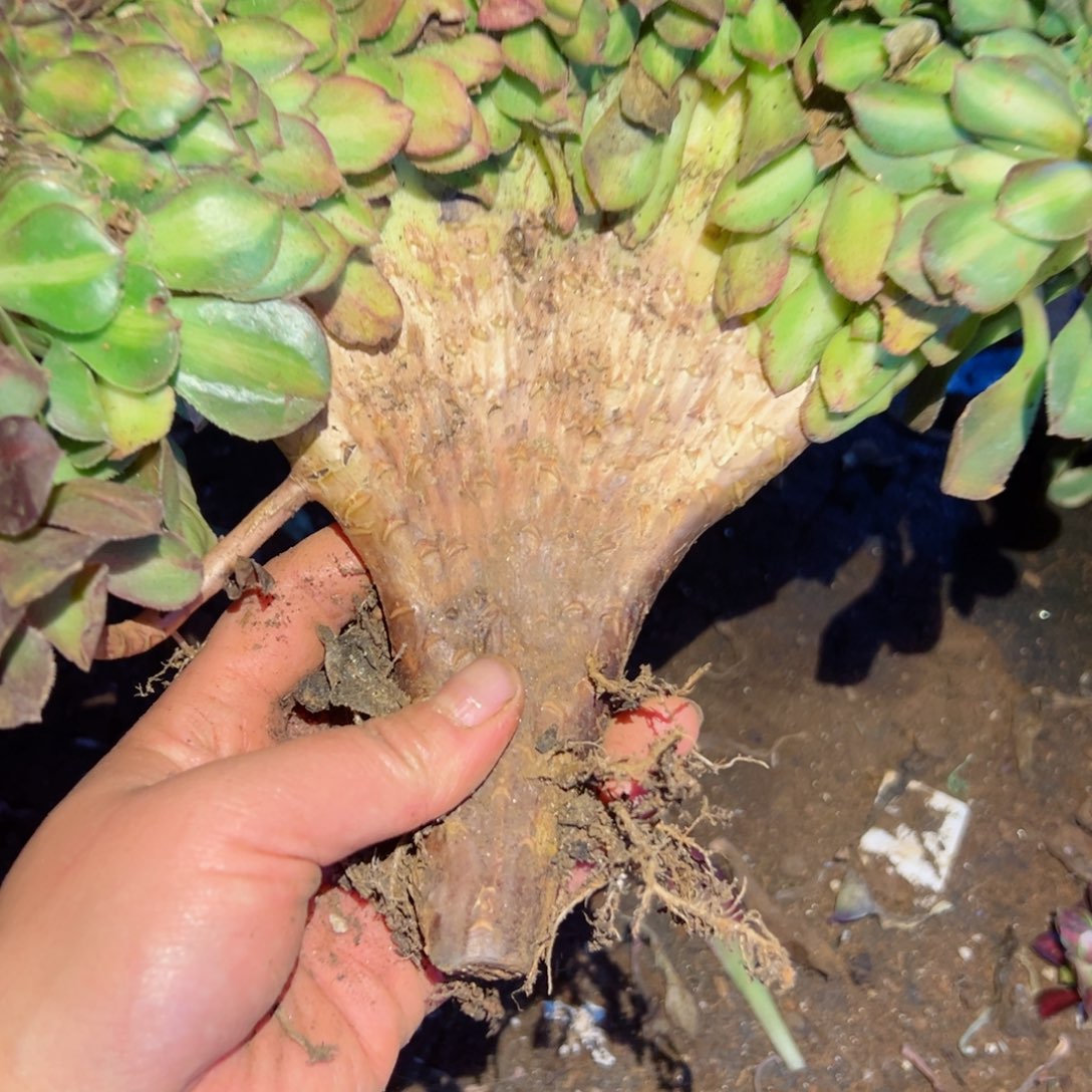 615 号法师多肉植物新年快乐