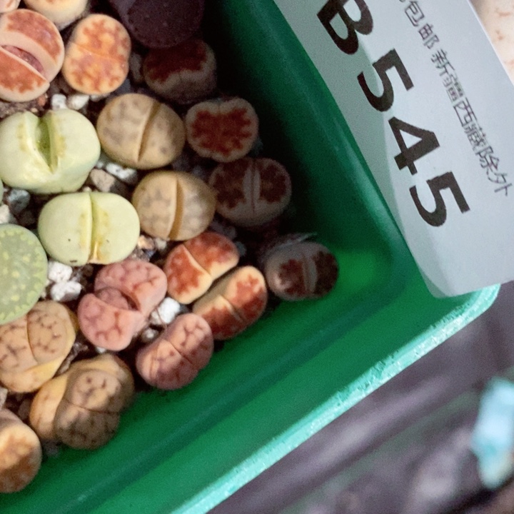 t****k我是一只小小鸟地域鬼545