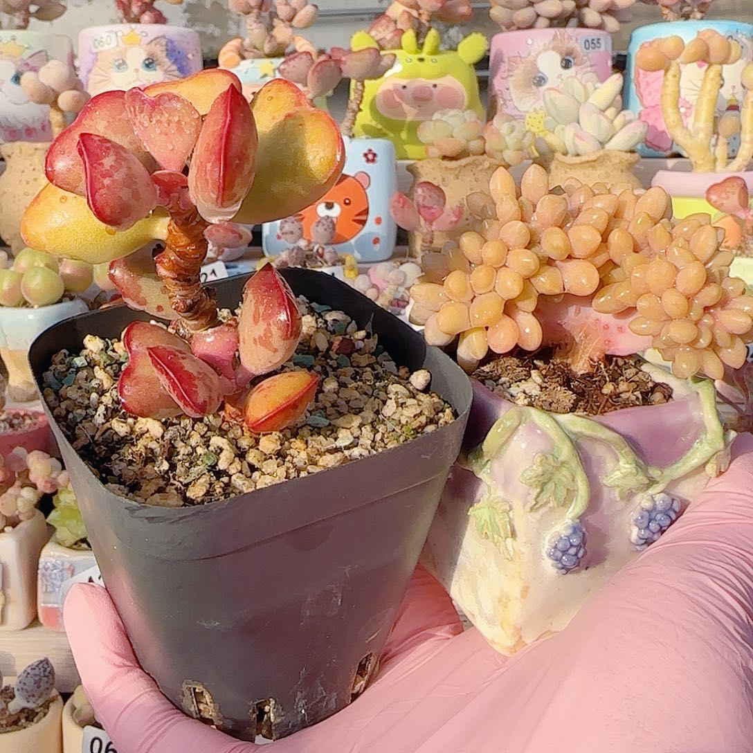 无***虑老桩爱心 奶酪杂交缀化