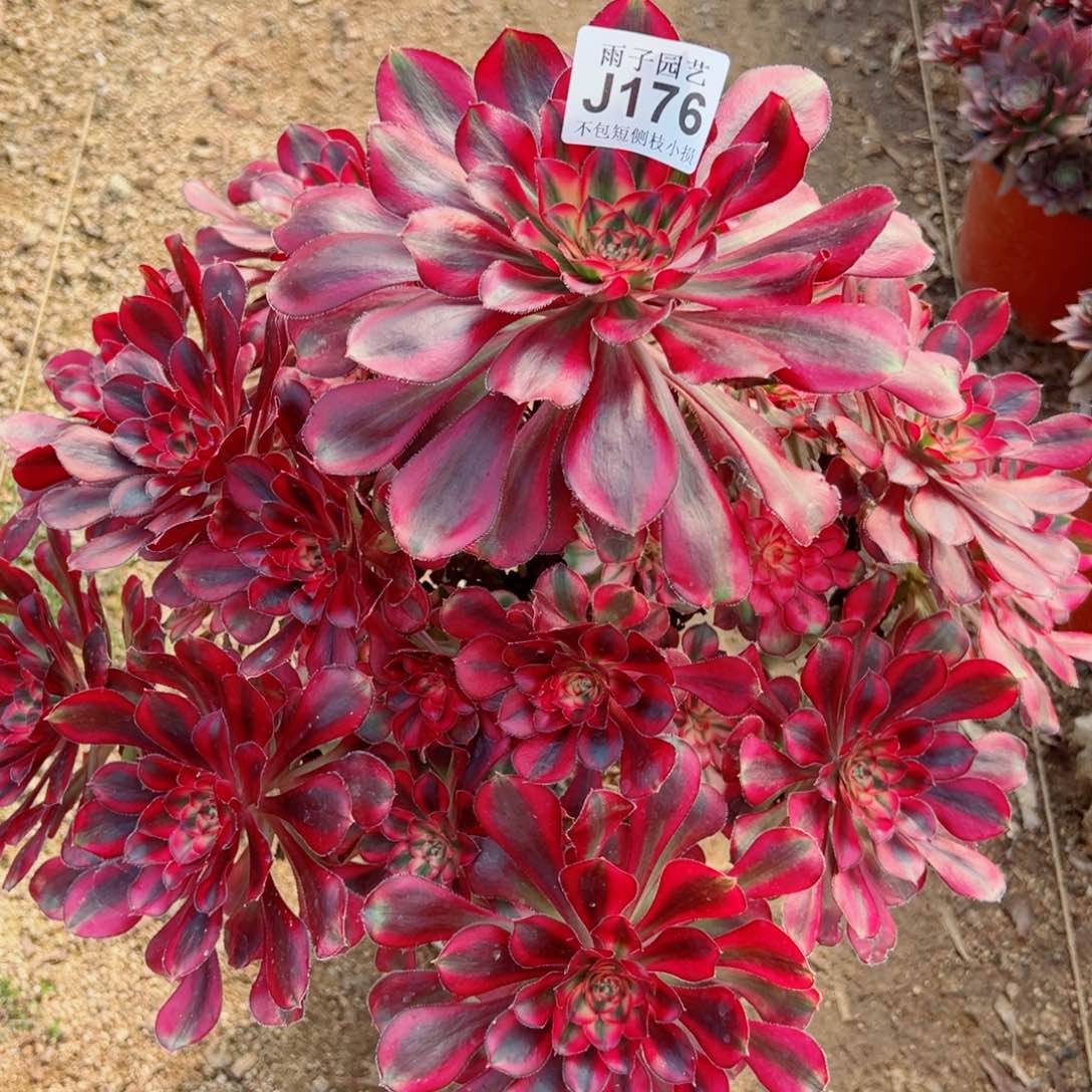 176香奈儿尺寸35左右