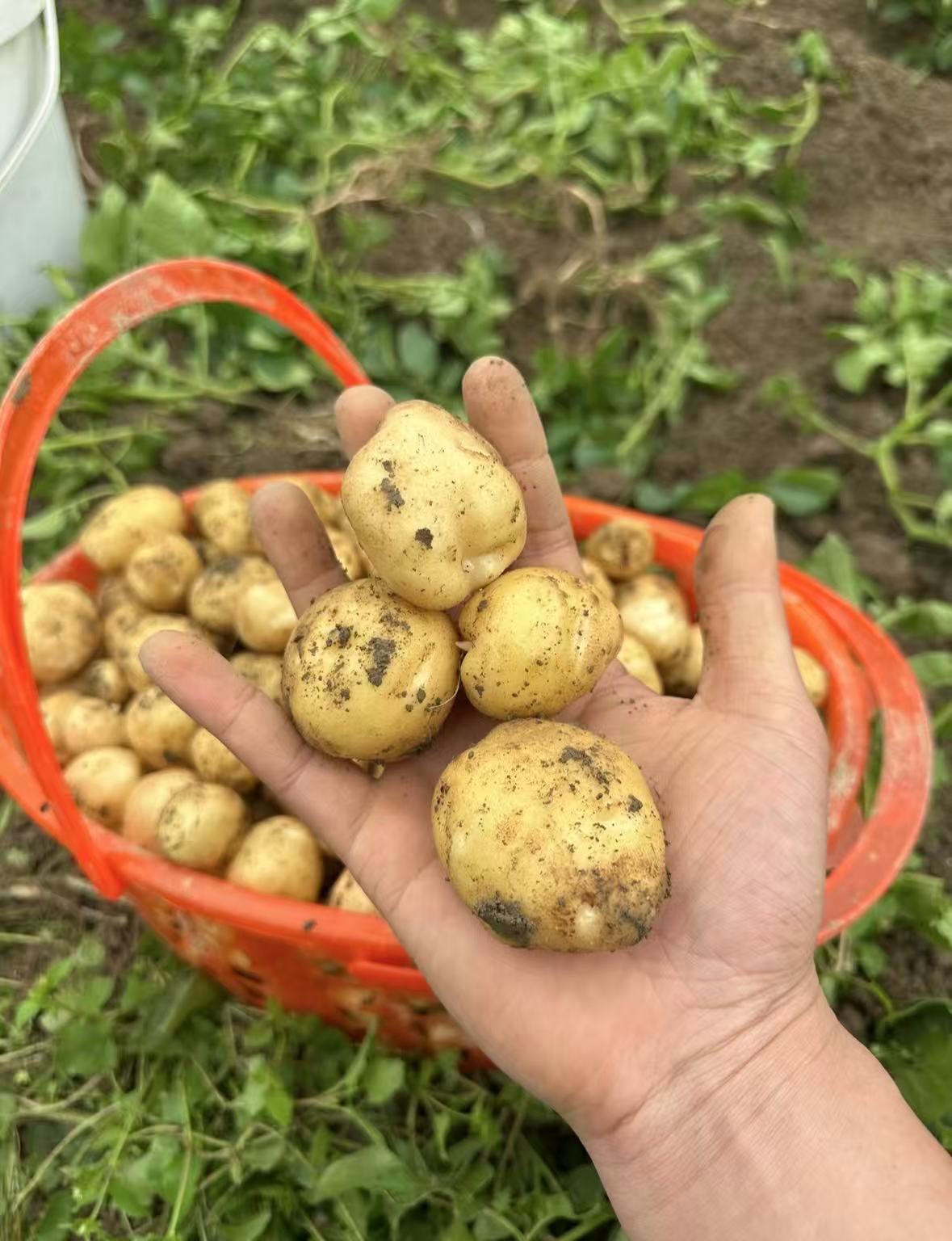 贵州高山老品种土豆