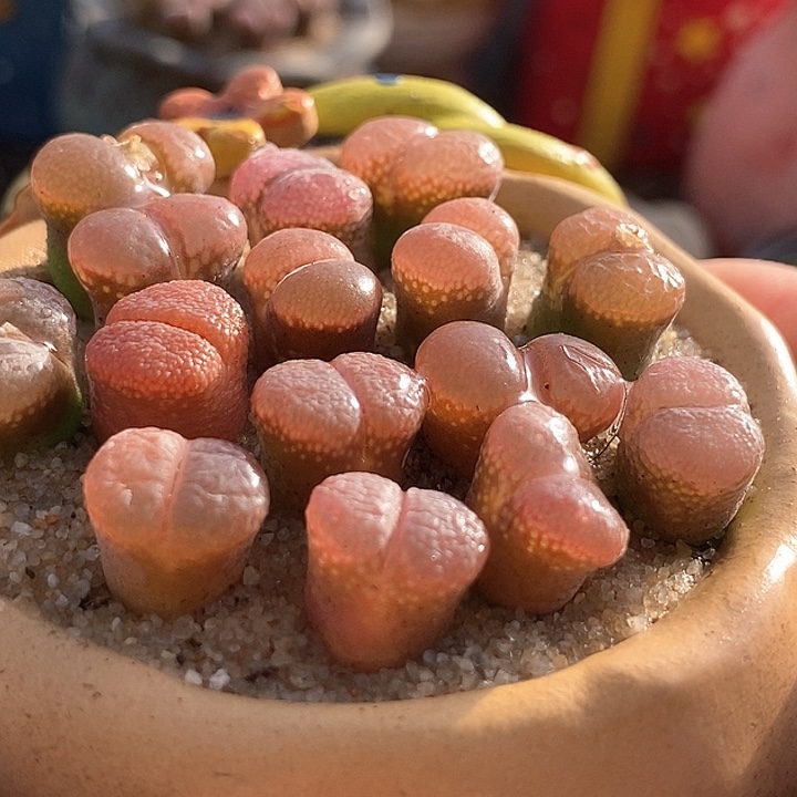 18520帕法德风铃一颗