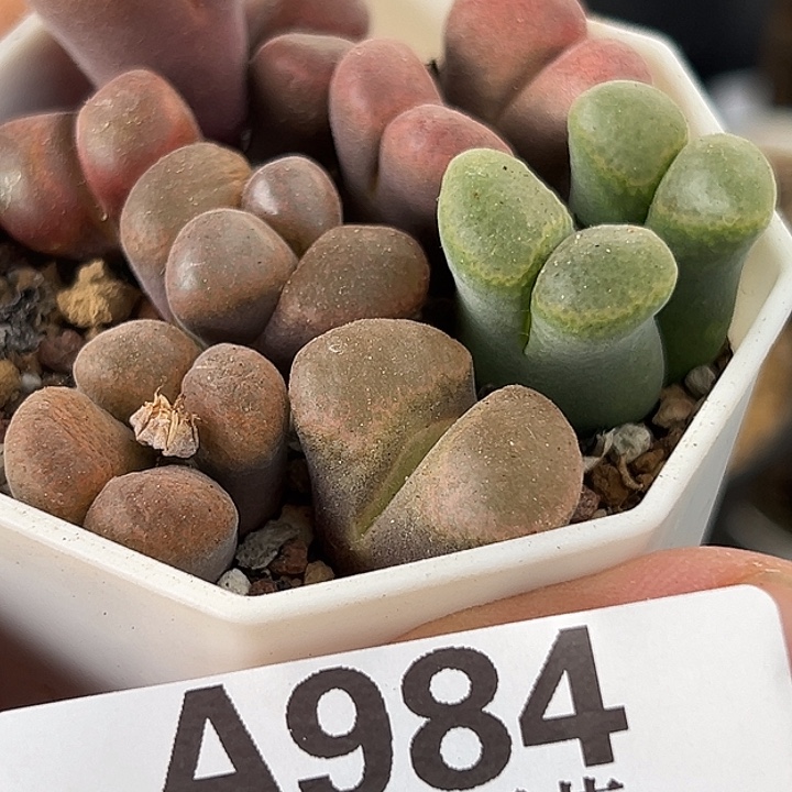 无花朵984号开播福利风铃一盒