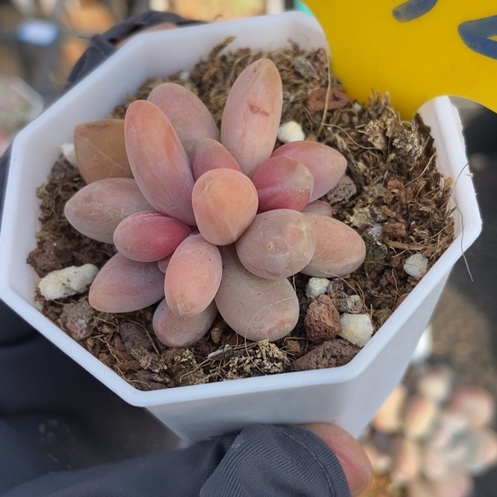 932红手指多肉植物保护