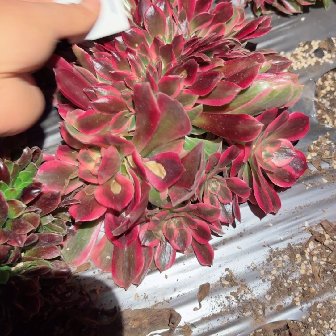 我8271 号多肉法师特价