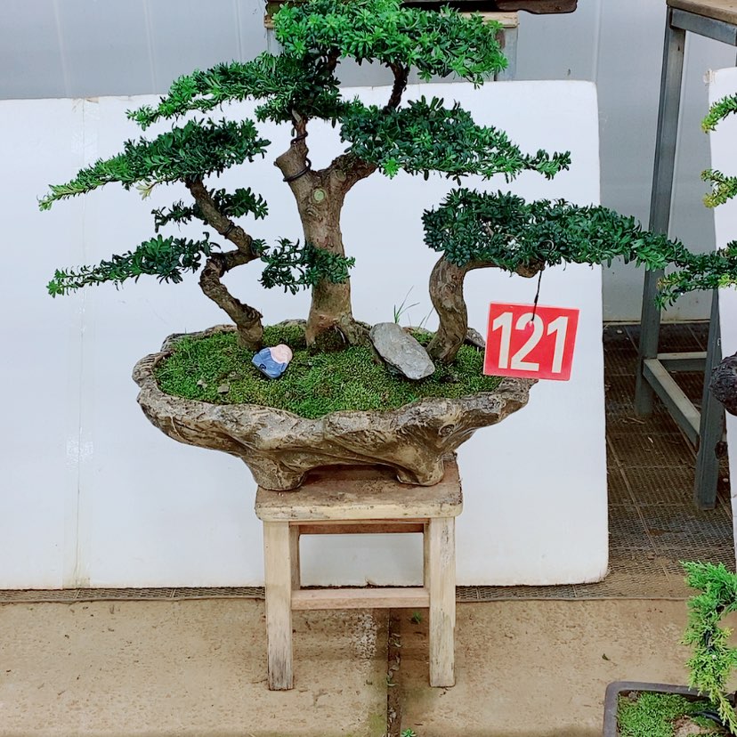 【闪购商品】罗汉松