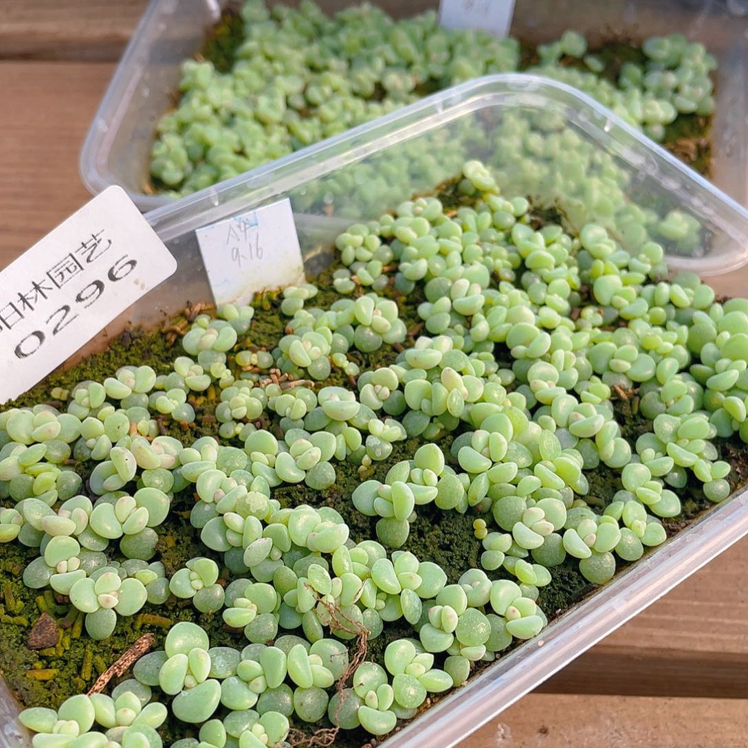 大***头量拍多肉植物多肉植物