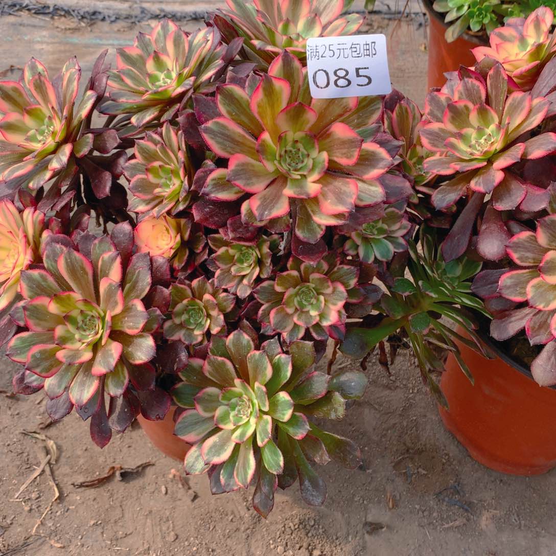 085烟花捧花多肉植物的
