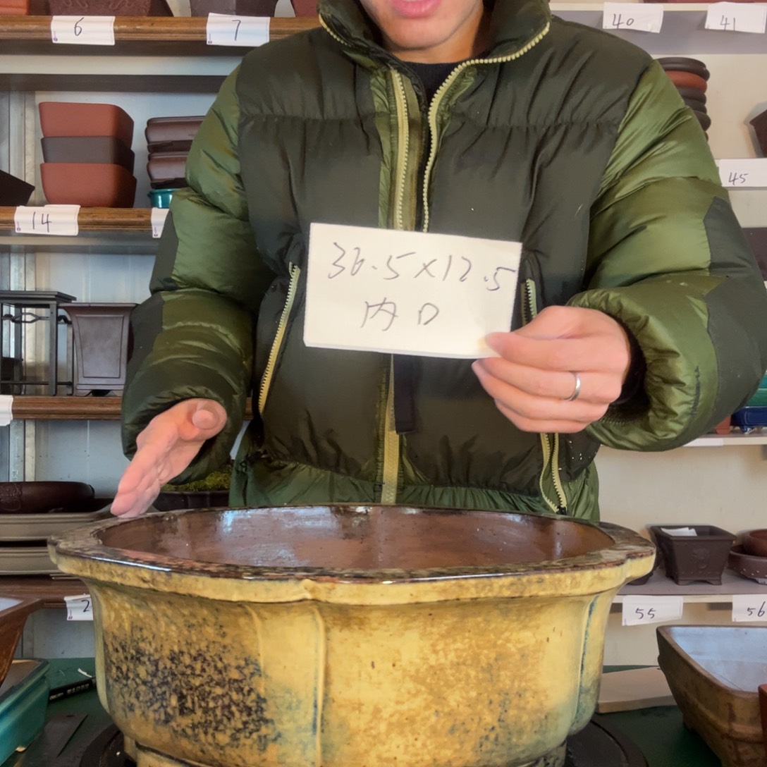 不规范大雪纷飞vv吃