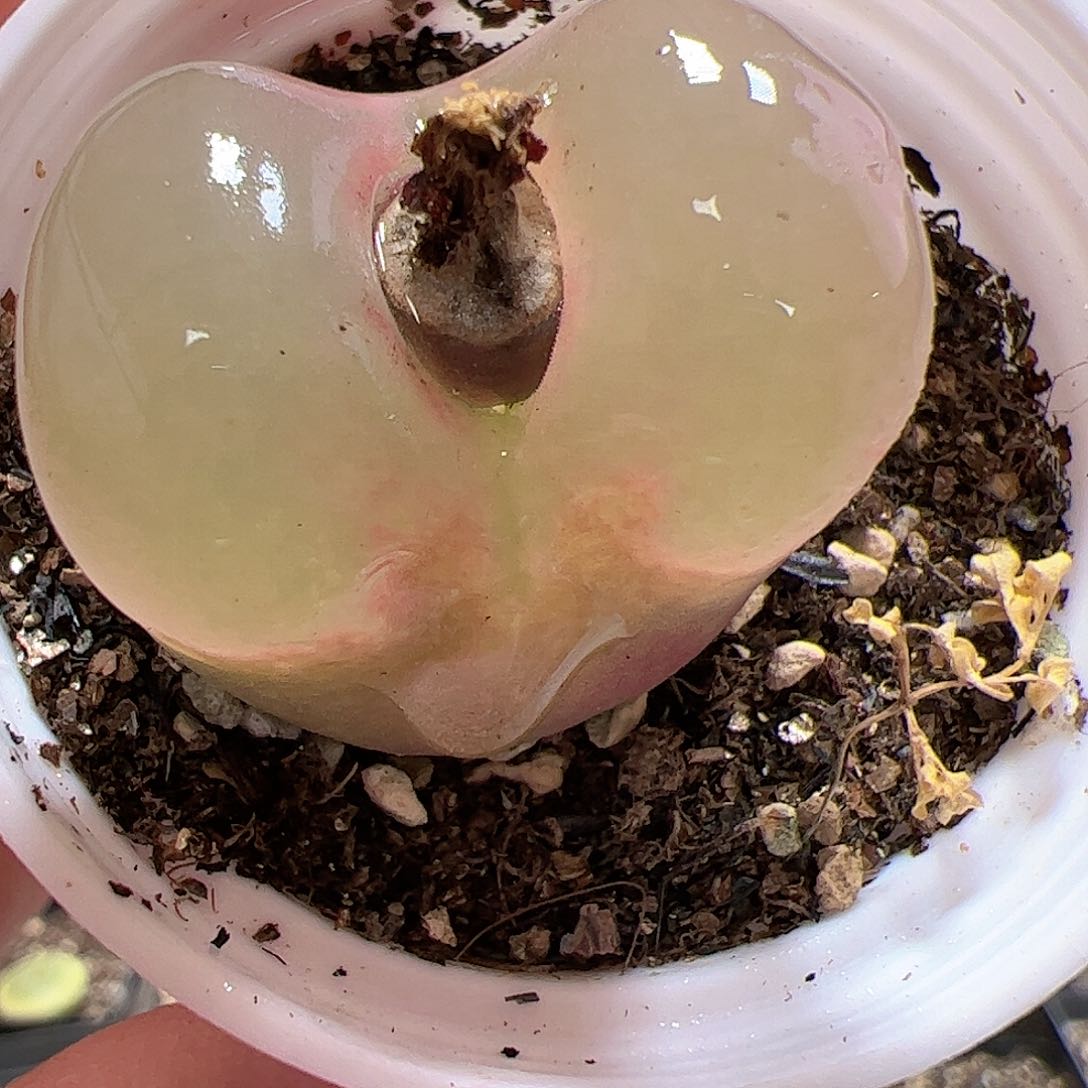 【闪购商品】403 带盆