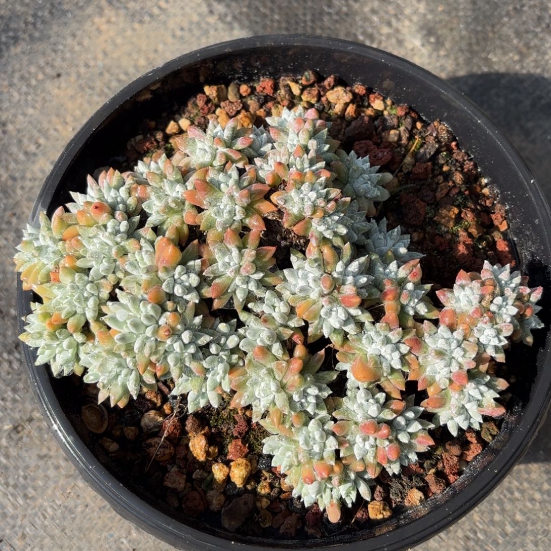 60头白菊，仙女杯多肉