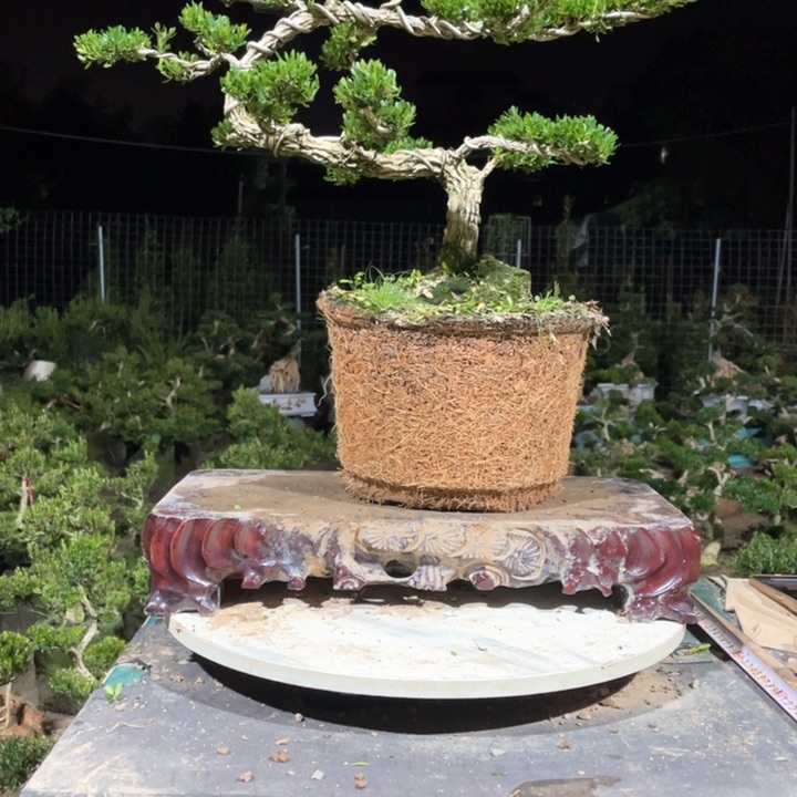 完全开放预*立黄杨盆景