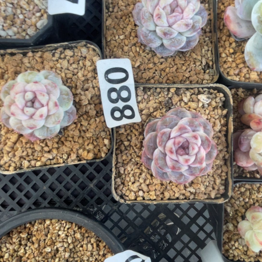 多肉焦糖玛奇朵单头三个一组088