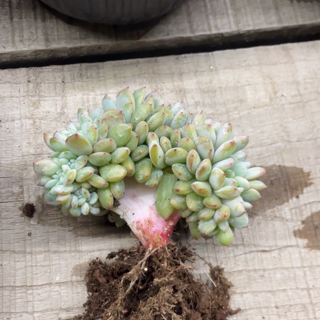 小圆脸星影缀化底切繁殖109