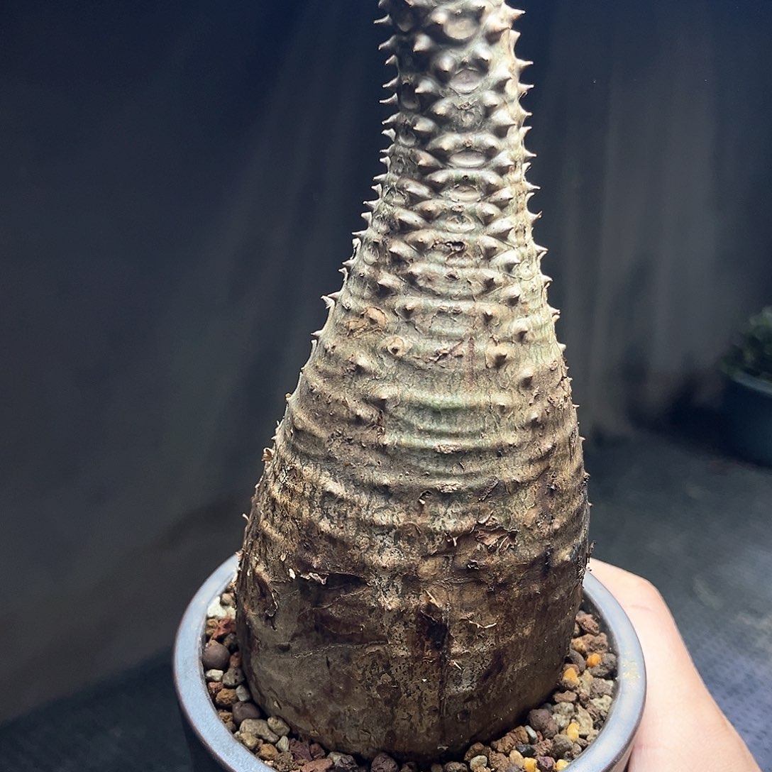 巴士棒槌11111产地1111