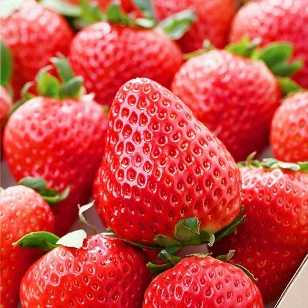 新疆包邮草莓很好吃250g*4盒